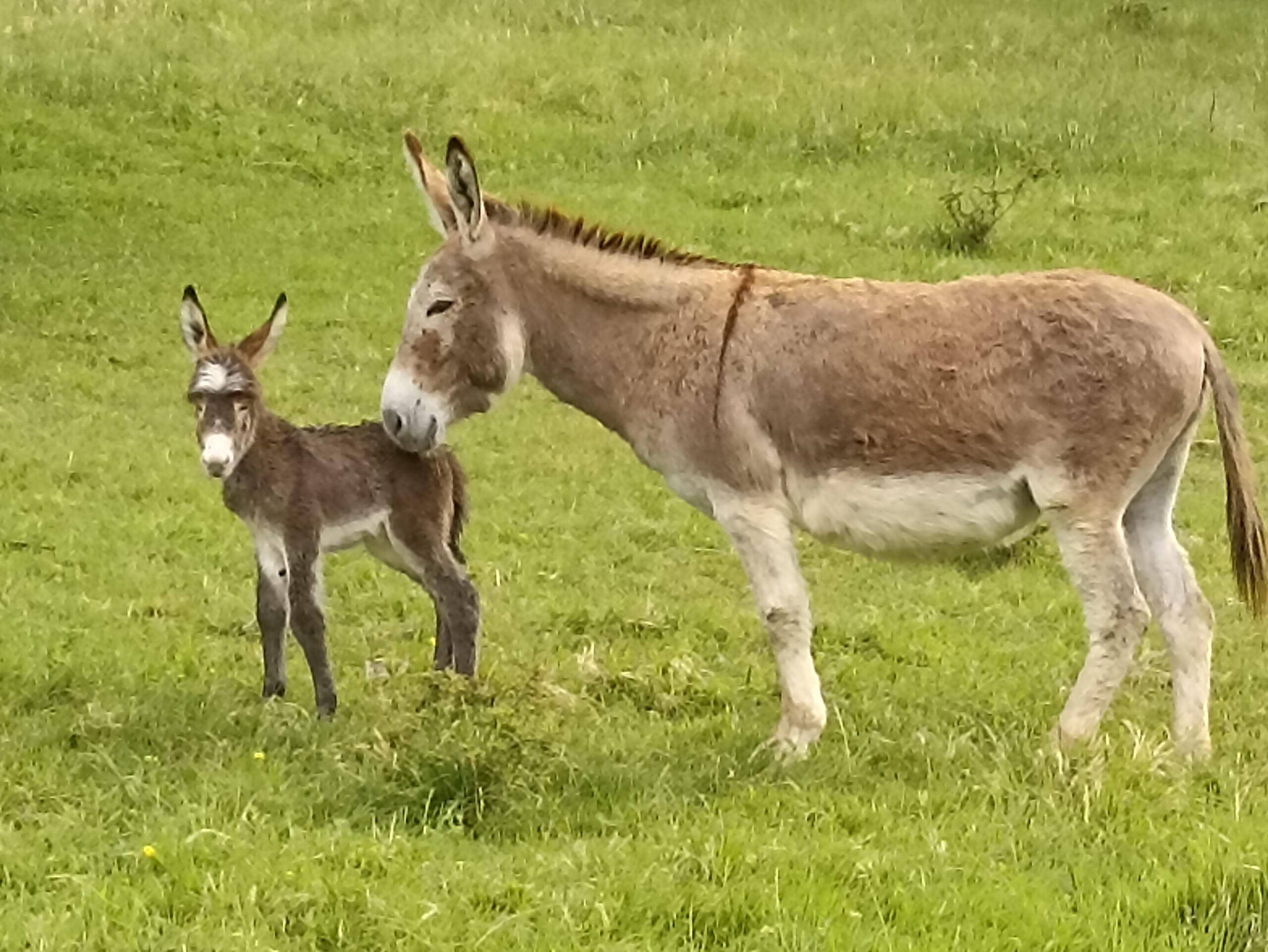 Franche Comté