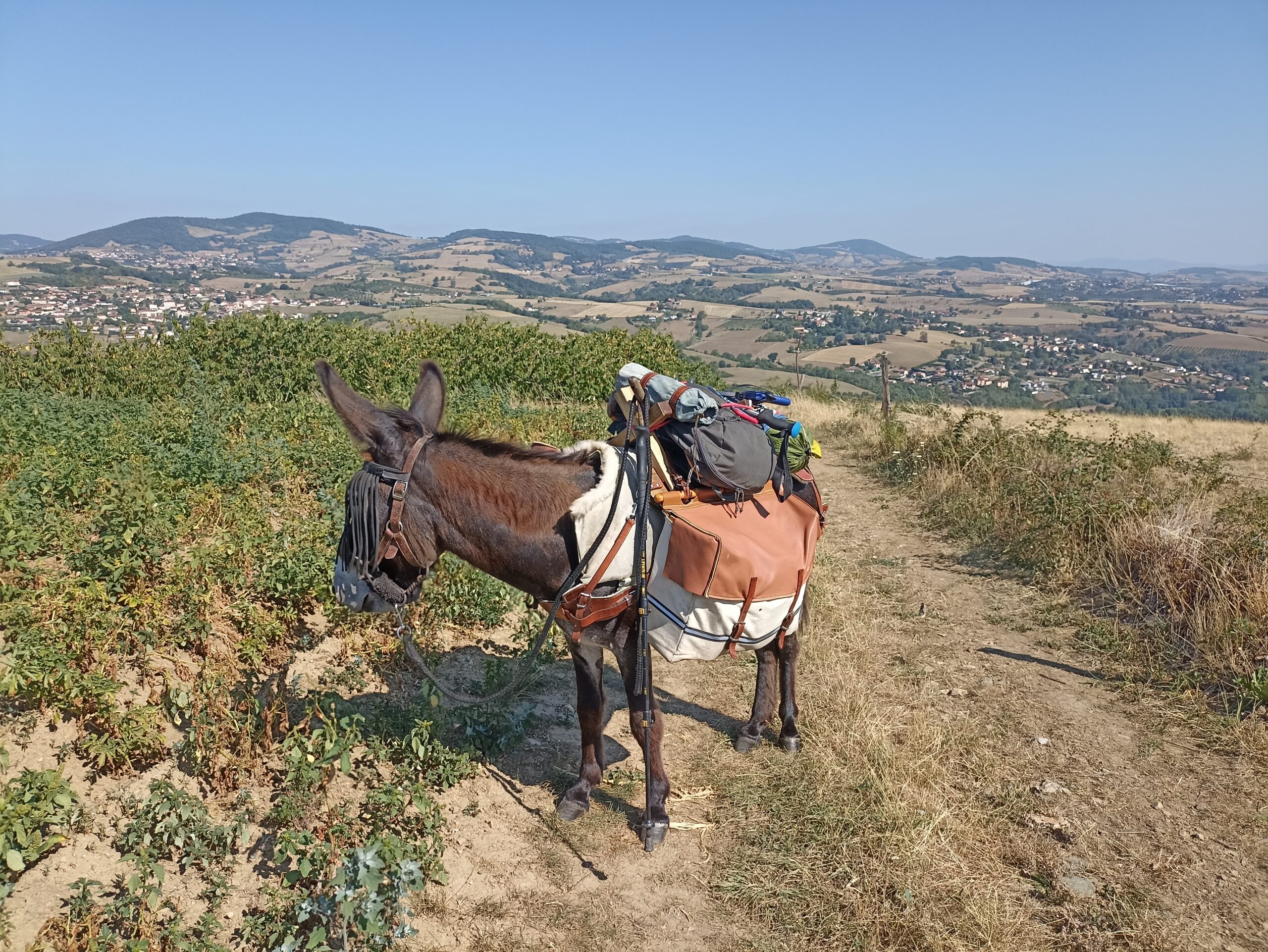 Beaujolais