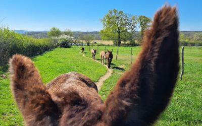 Stage ânier général d’avril 2026