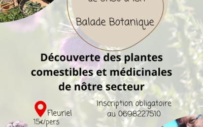 Balade découverte les plantes sauvages